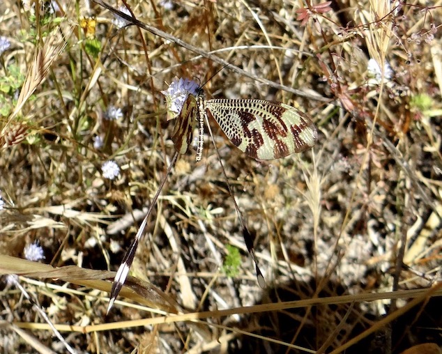 ant-lion